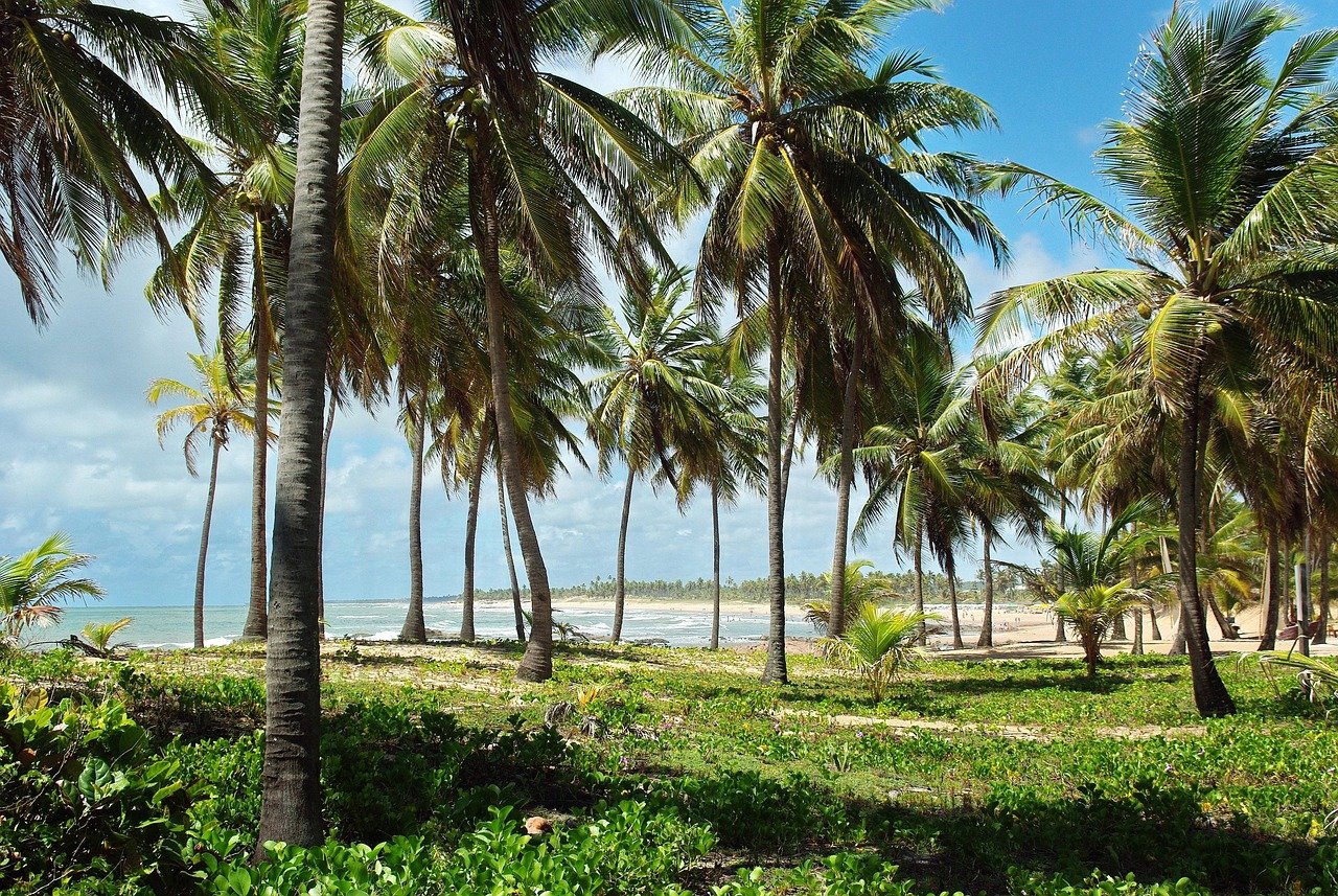 Le marché international des produits à base de noix de coco