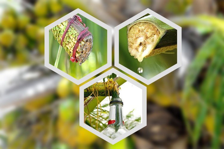 inflorescences-cocotier-coconova